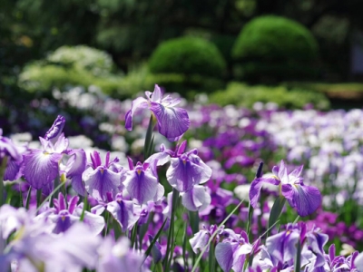 花菖蒲什么時候可以栽種？