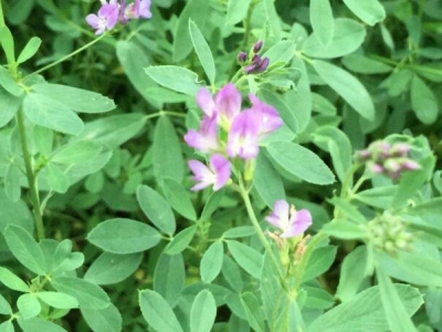 牧草種植每畝成本利潤