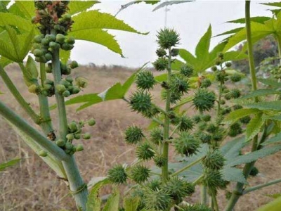 蓖麻子什么時(shí)間種？