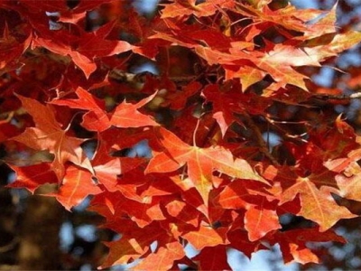 五角楓開(kāi)花嗎？