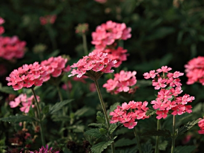 美女櫻秋季播種后開花嗎？