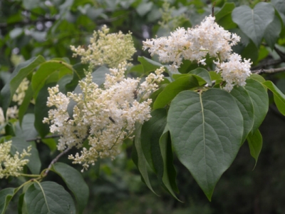 暴馬丁香不開花是怎么回事？