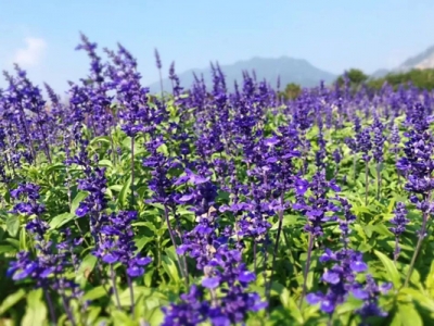 鼠尾草的花香嗎？