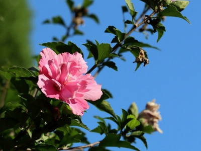 木槿花東北可以養嗎？