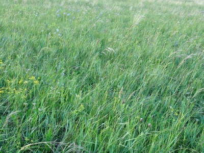 內(nèi)蒙多年生牧草哪一種好？