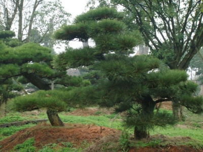 黑松開花是什么時候？