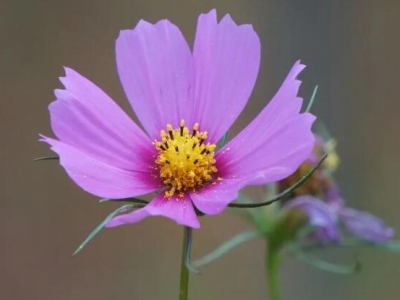 格桑花是不是波斯菊