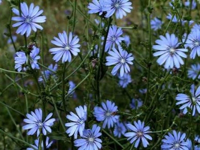 菊苣種子多長時間發芽？