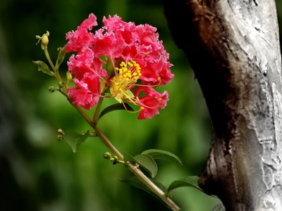 紫薇樹(shù)夏天移栽