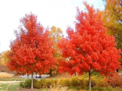 美國(guó)紅楓夏季能否移栽