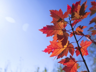 十公分以上的紅楓移栽注意事項(xiàng)