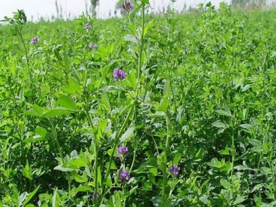 紫花苜蓿牧草6月能種嗎？