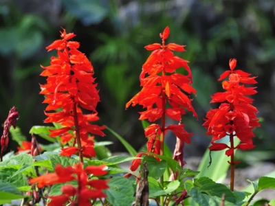 紅花鼠尾草和一串紅的區(qū)別是什么？