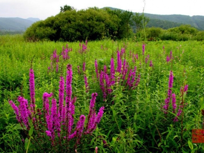 千屈菜與鼠尾草區(qū)別是什么？