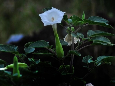 野生牽牛花可以移栽嗎