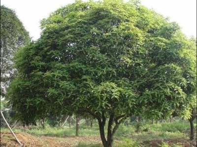 夏天能移栽桂花樹嗎