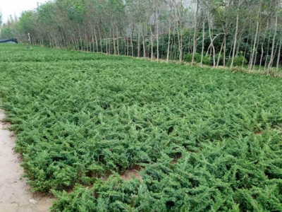 沙地柏和鋪地柏的區別是什么？