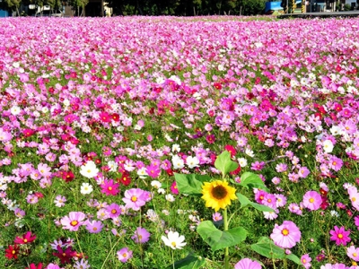 波斯菊7月份播種可以嗎？