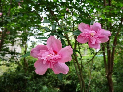 木槿花好養嗎?花期多久？