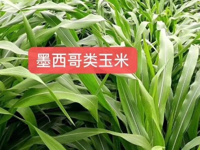 墨西哥玉米草能喂魚嗎