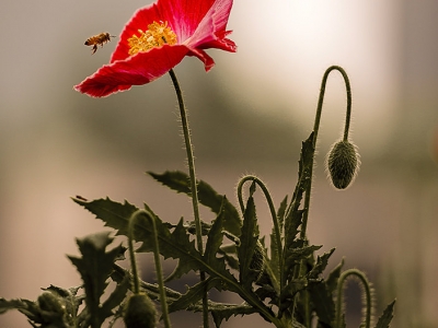 虞美人鮮花花期多長時間