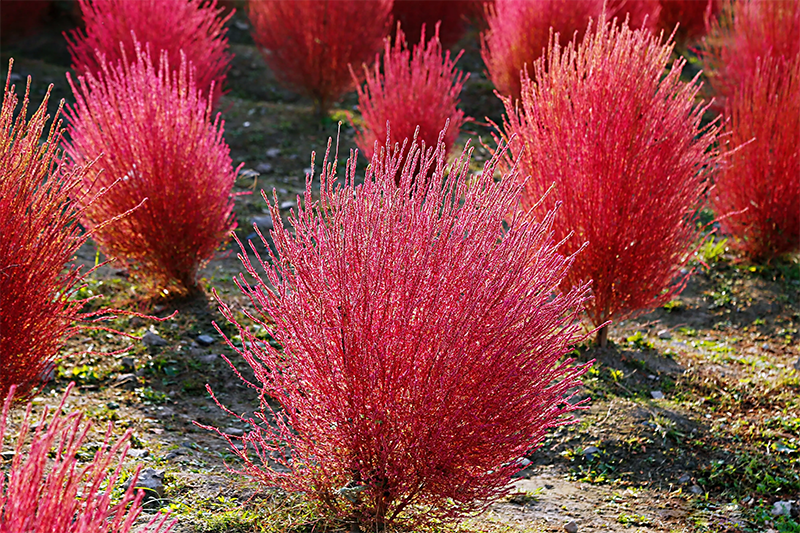 紅葉地膚植株圖片